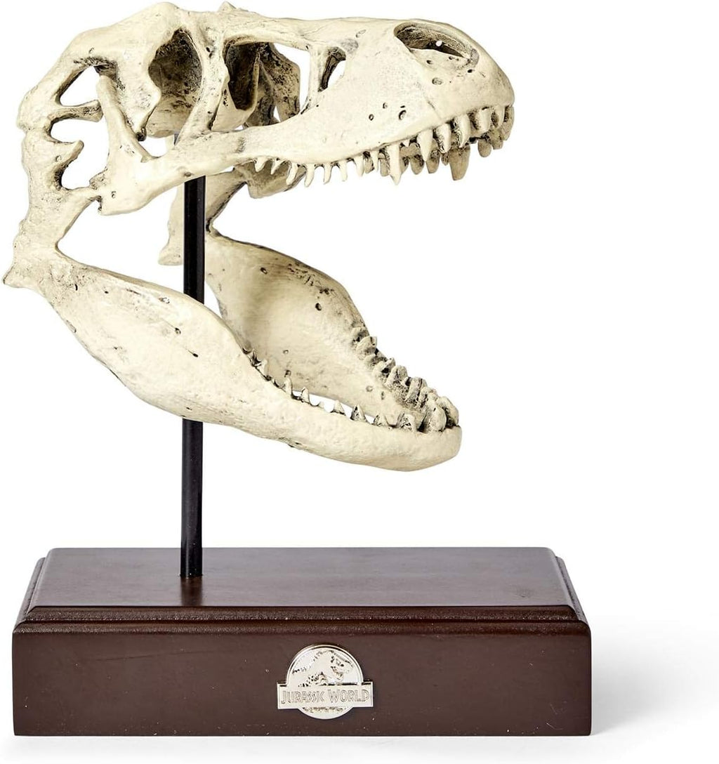 Tyrannosaurus Rex Skull Resin Replica Statue R912576