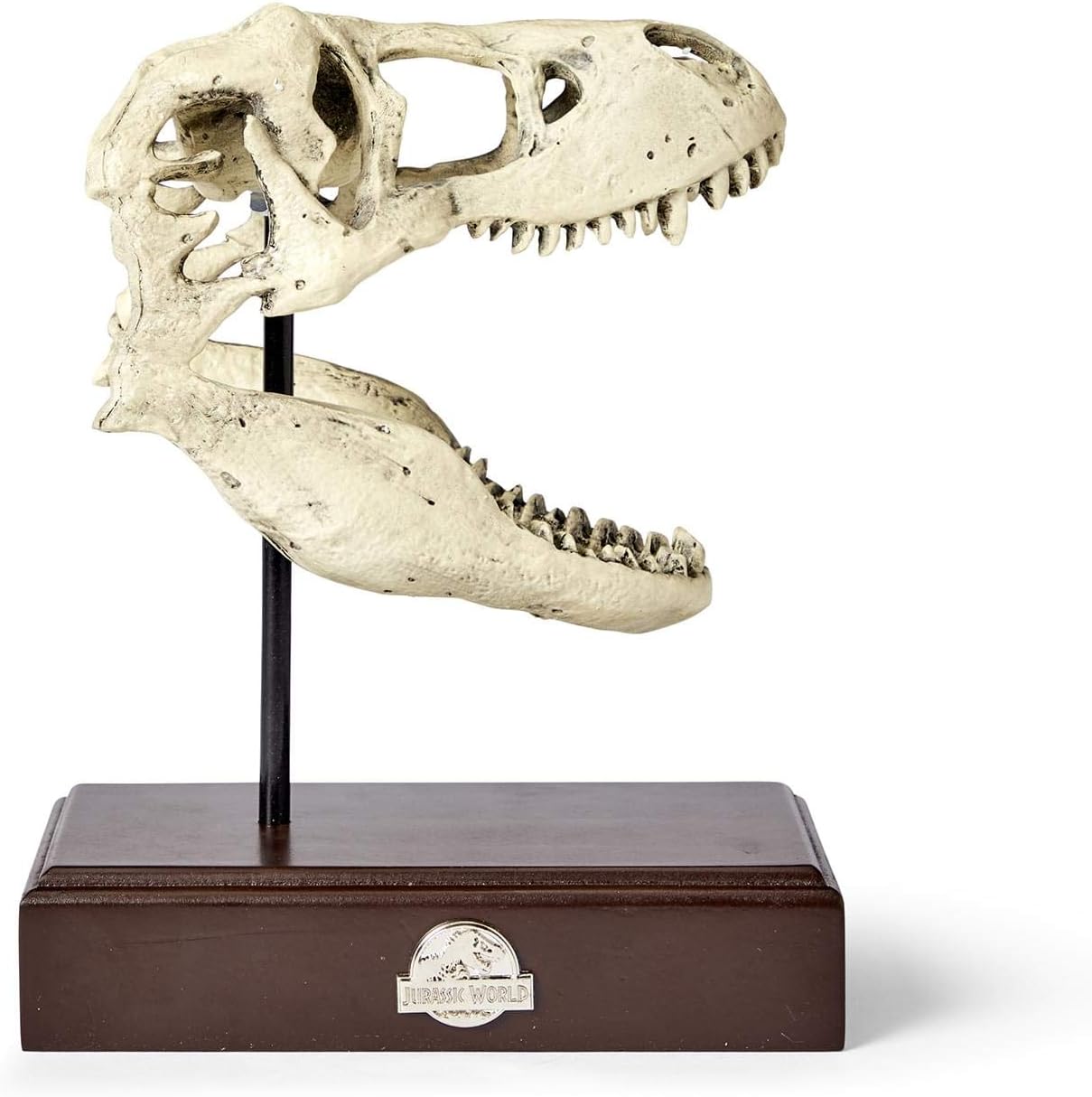 Tyrannosaurus Rex Skull Resin Replica Statue R912576