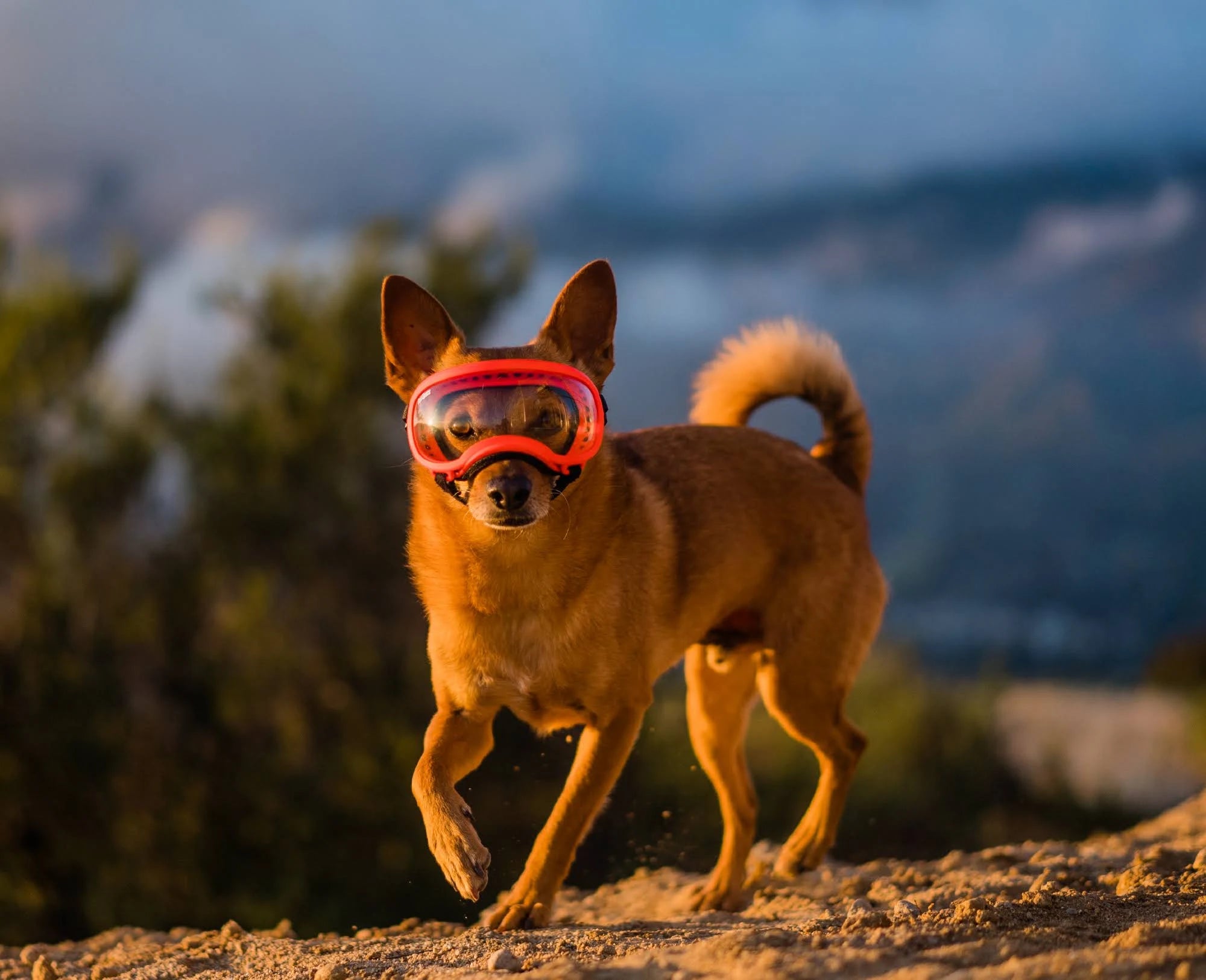 Small Goggle with 1 Clear & 1 Smoke G9921