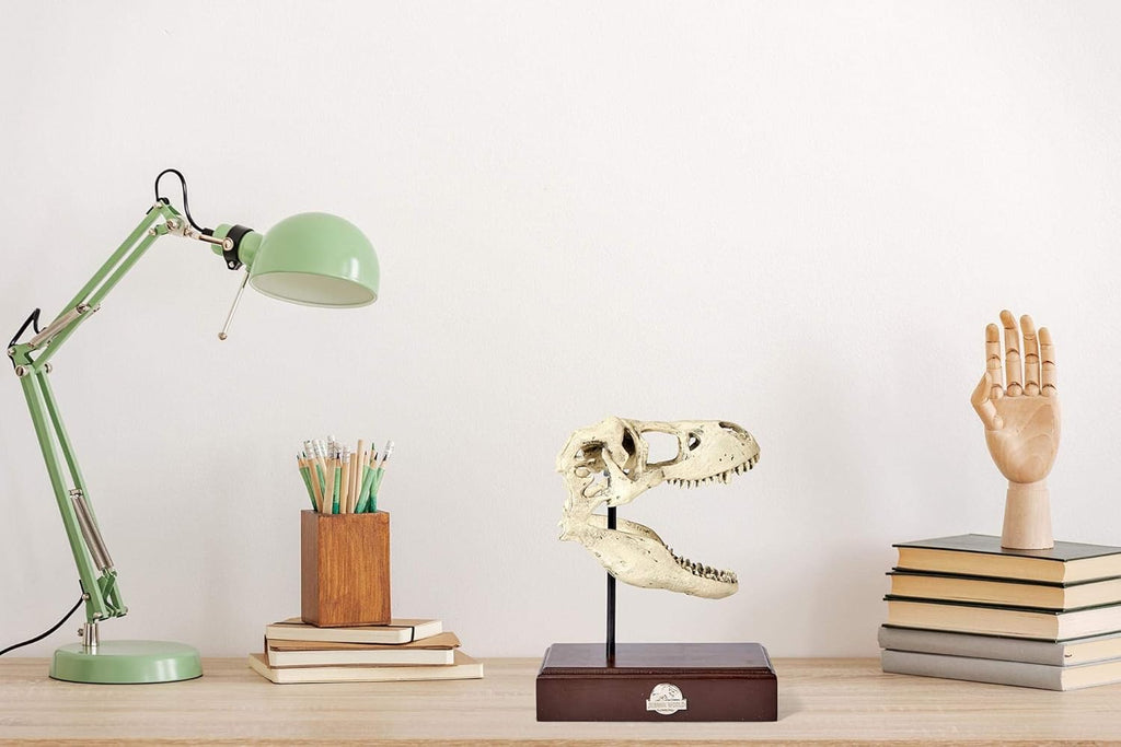 Tyrannosaurus Rex Skull Resin Replica Statue R912576
