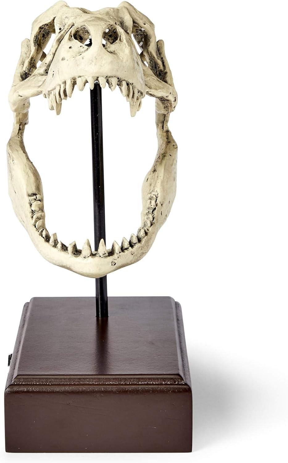 Tyrannosaurus Rex Skull Resin Replica Statue R912576