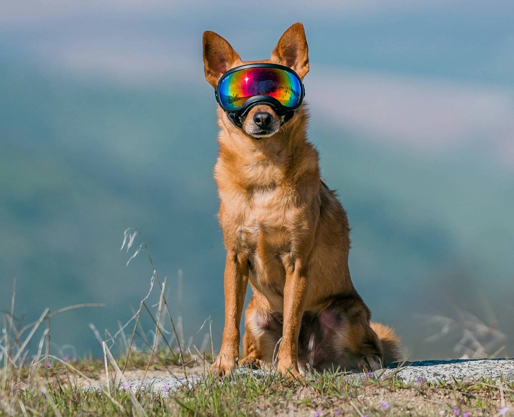 Small Goggle with 1 Clear & 1 Smoke G9921