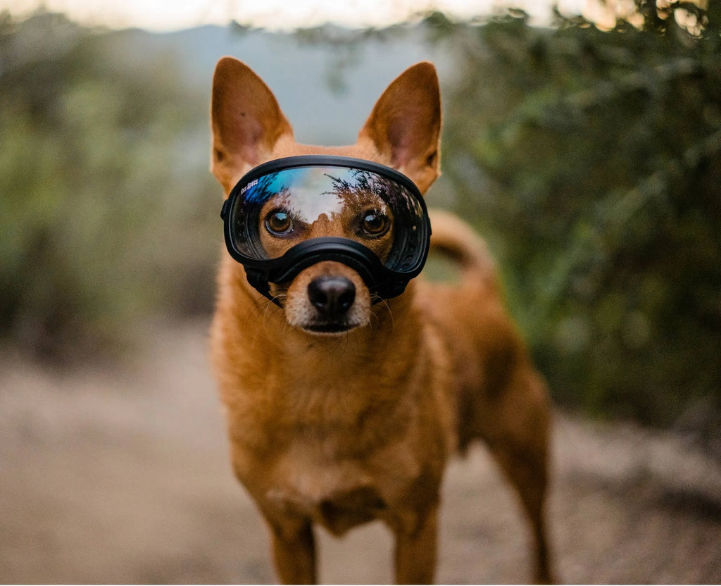 Small Goggle with 1 Clear & 1 Smoke G9921