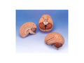 Anatomical Human Brain 2-Part F879948